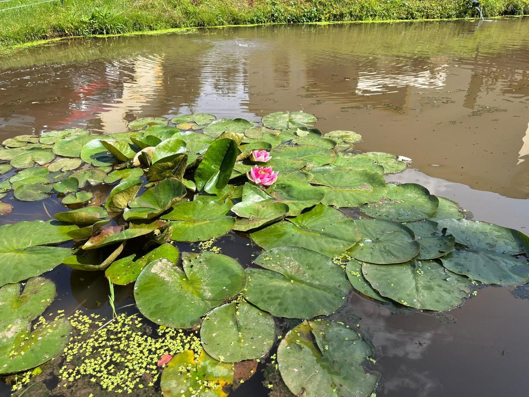 Ubytovani Chotevice Hostinné Buitenkant foto